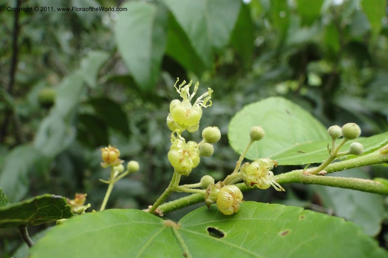 Guazuma ulmifolia, W. D. Stevens 31172--Paraguay. Edo. Concepcion. Garay Cue. 19 Mar 2011. 345 (30).jpg