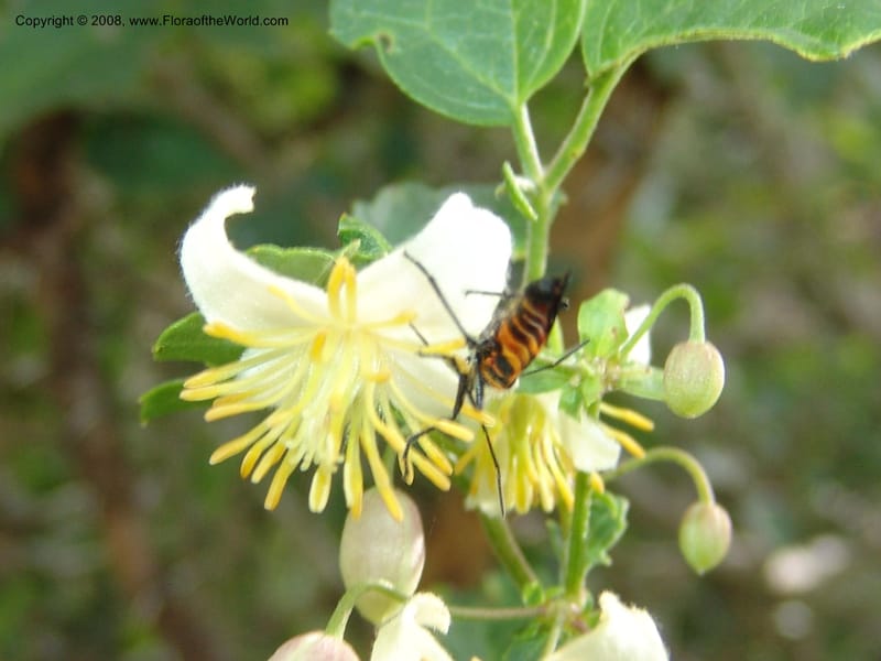 Clematis brachiata--So.Africa. E. Cape. Waringham Farm, Quanti Area, Stut. 8 Mch 05. 450.jpg