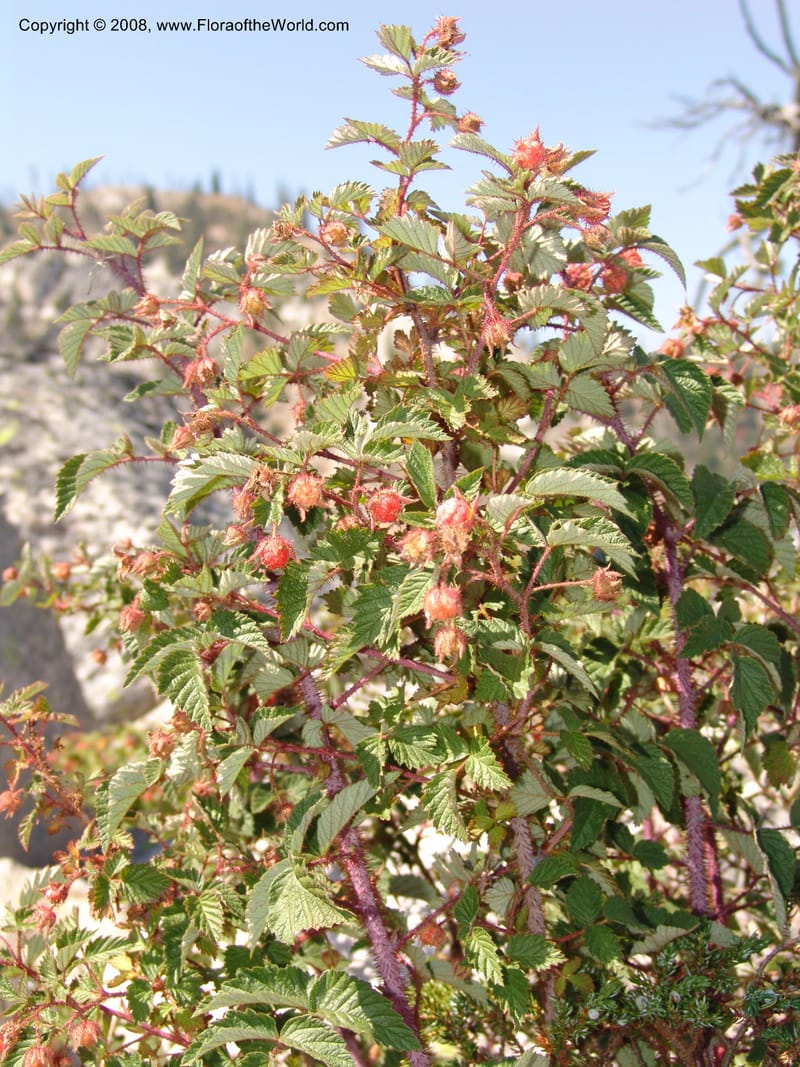 Rubus idaeus, CDavidson10986--ID. Idaho Co. Josephine Lake 14 Aug 06. 025.jpg