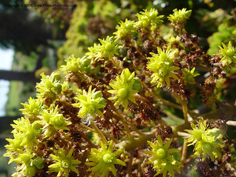 Aeonium arboreum, 1999.00087--Spain. Barcelona Botanic Garden. 19 Apr 04. 141.jpg