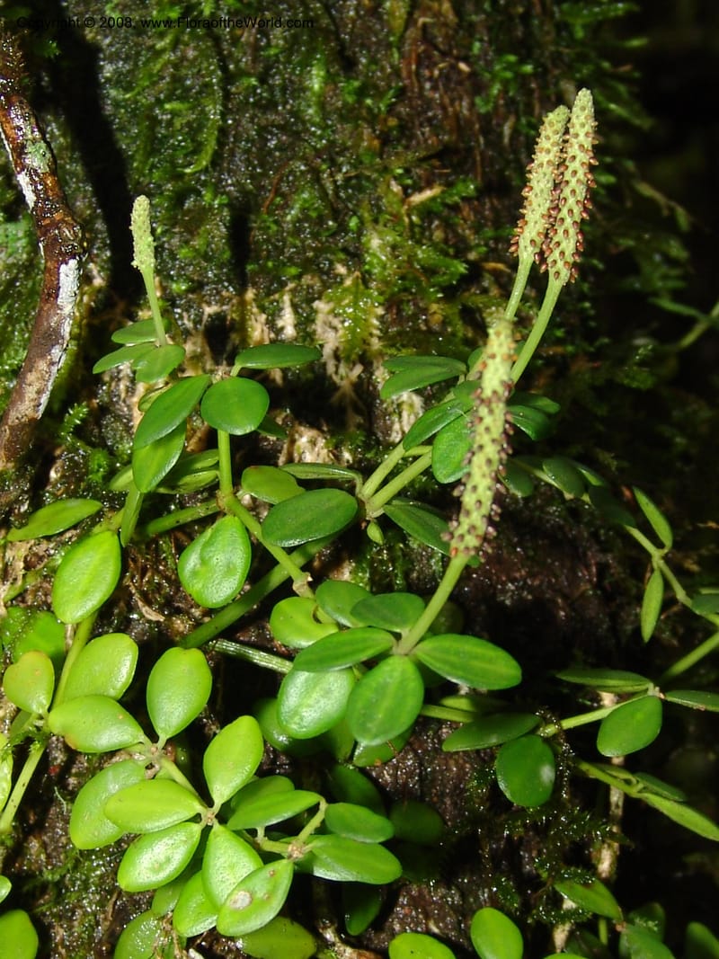 Peperomia tetraphylla--So.Africa. E. Cape. Waringham Farm, Quanti Area, Stut. 8 Mch 05. 214.jpg