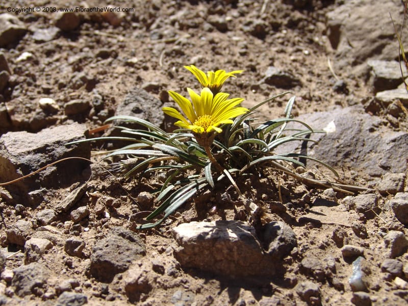 Gazania krebsiana--So.Africa. E. Cape. Joubert's Pass, SE of Lady Gray. 9 Mch 05. 090.jpg