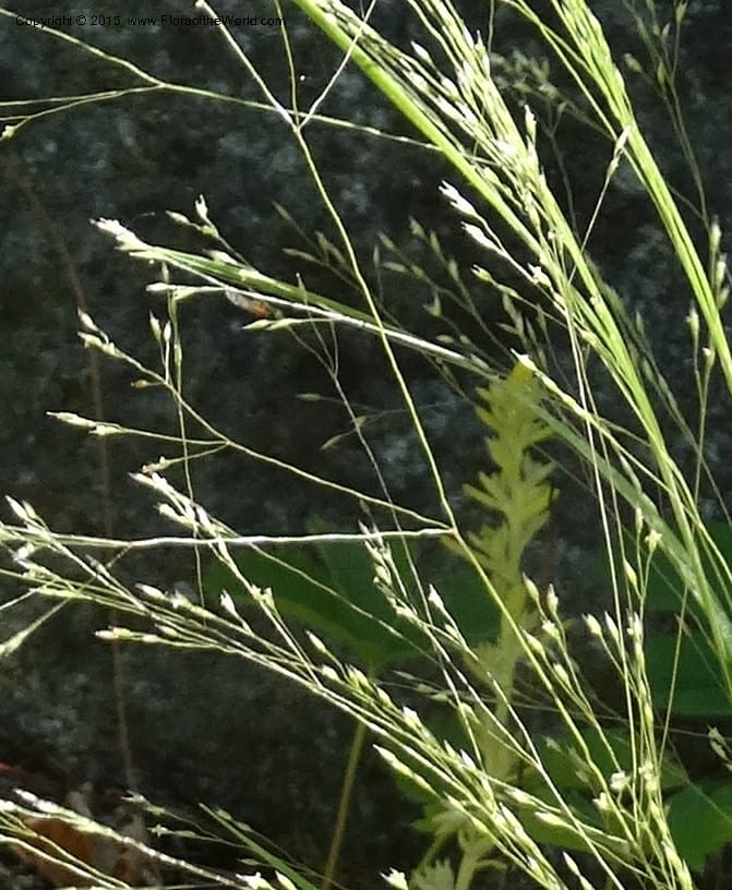 Agrostis scabra, Davidson, C 12566--Idaho. Valley Co. Payette Lake. Sylvan Beach. 12 Jul 2014. DSC09429 (256).JPG