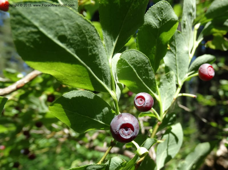 Vaccinium membranaceum, Davidson, C 12607--Idaho. Valley Co. Payette Lake. Sylvan Cr. 20 Jul 2014. DSC00669 (11).JPG