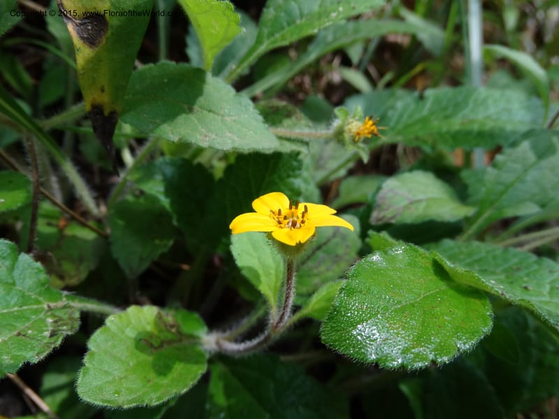 Chrysogonum virginianum, Davidson, C 13044--South Carolina. Oconee Co. Brasstown Cr. 19 May 2015. DSC06413 (16).JPG