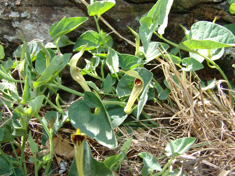 Aristolochia paucinervis--Spain. Pr.Granada. Trail upslope from Pampaneira. 20 Apr 05. 020.jpg
