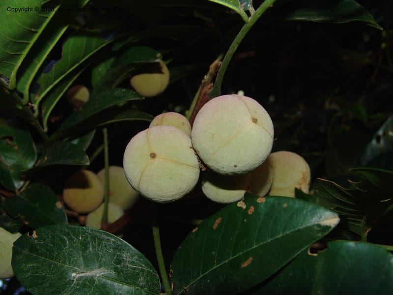 Trichilia dregeana--So.Africa. KZN. Scottburgh, S of Durban. 12 Mch 05. 008.jpg
