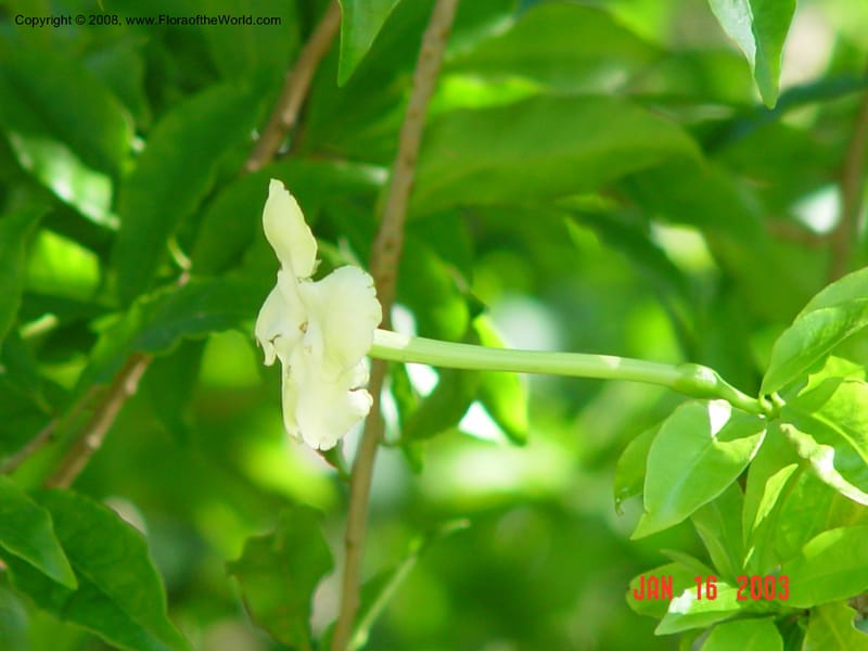 Brunsfelsia maliformis--FL.  Fairchild Tropical Garden. 15 Jan 03. 077.jpg