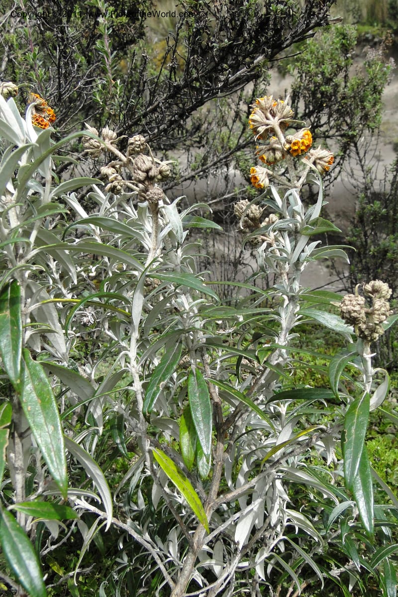 Buddleja incana, Ulloa 2067--Ecuador. Pichincha. Res. Ecol. Ilinizas. 4 June 2011. 321 (4).jpg