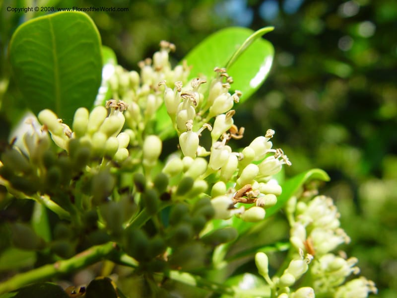 Zanthoxylum coriaceum--FL. Fairchild Tropical Gard. 7 Apr 03. 360.jpg