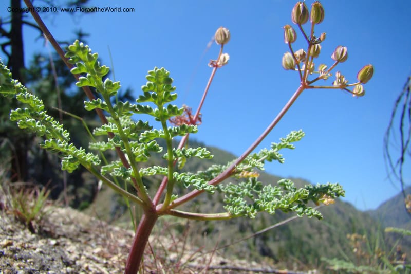 Cymopterus glaucus, C. Davidson 11362--Idaho. Idaho Co. Salmon River. Polly Bemis Ranch. 27 May 2009. 253.jpg