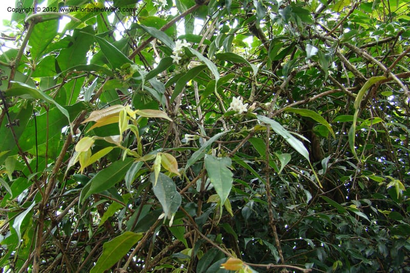 Jasminum, Regalado 1631--Viet Nam. Lao Cai Prov. Sa Pa Distr. 2 km NW Thac Bac. 5 Apr 09 091.jpg