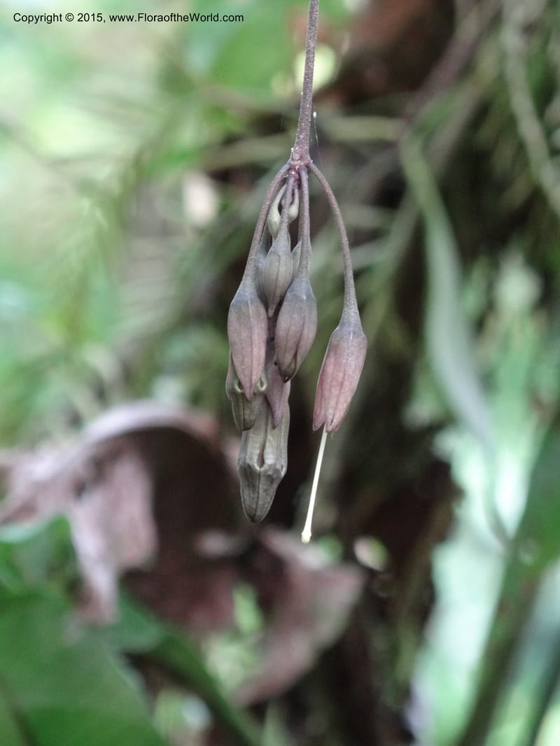 Merinthopodium neuranthum, Hammel 26105--Costa Rica. Road into Ranchos Tinamu. 3 Mar 2012. DSC03548 (95).JPG