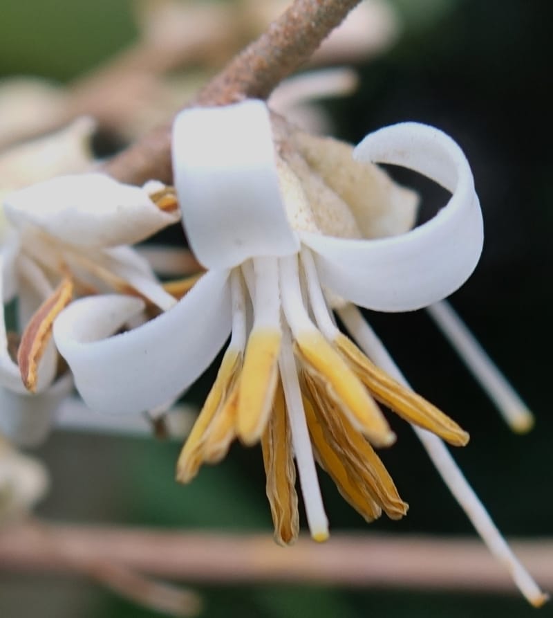 Styrax suberifolia, Chung Kuo-Fang 3354--Taiwan. Wulai Distr. Wulai village. Chia Jiao Liao. 19 May 2016.  (38).JPG