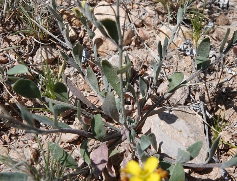 Lesquerella gordonii, C. Davidson 13997--AZ. Cochise Co. Geronimo Trail Rd. 10 Apr 2019. DSC07357 (83).JPG