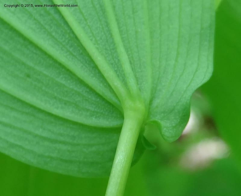 Uvularia grandiflora, Davidson, C 12986--North Carolina. Clay Co. Perry Gap Rd, Barnard's Cr. 13 May 2015. DSC04860 (145).JPG