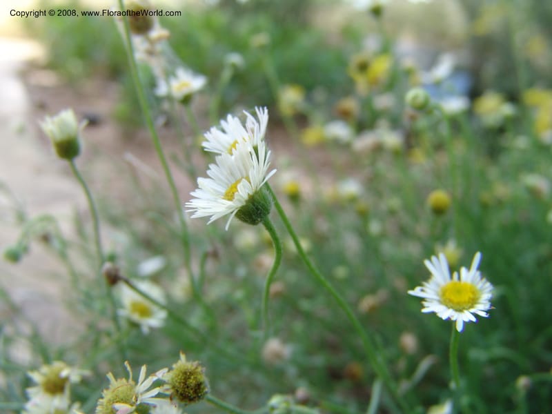 Erigeron modestus--TX. Johnson Wildflower Center. 13 Jun 04. 063.jpg