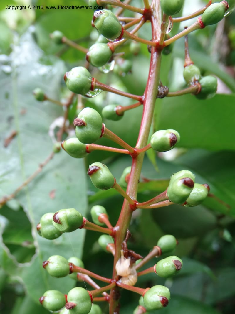 Lepisanthes fruticosa, Buerki, S 361--Sabah. Ulu Senagang. 9 Oct 2014. DSC03434 (25).JPG