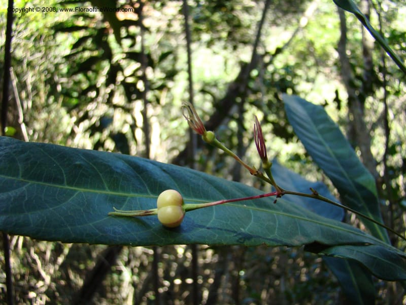 Cleidion, JMunzinger4654--N.Caled. Dumbea Dam in Dumbea Riv, S of Noumea. 11 Nov 07. 052.jpg