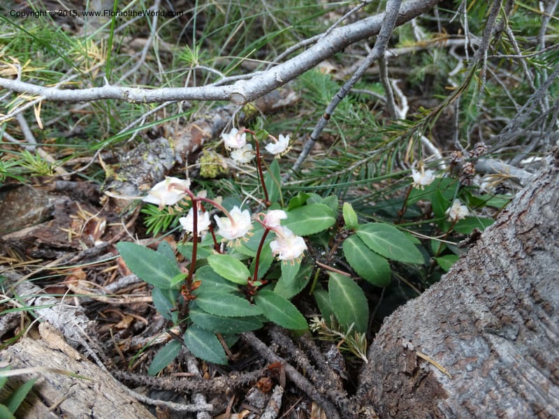 Chimaphila menziesii, Davidson, C 12632--ID. Idaho Co. Seven Devils Campground. 11 Aug 2014. DSC00412 (83).JPG