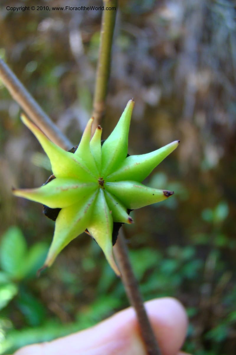 Illicium, Regalado 1743--Viet Nam. Thua Thien Hue Prov. Phu Loc Distr. Bach Ma. 13Apr 09. 262.jpg
