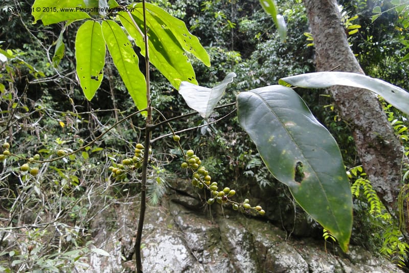 Aglaia, Regalado 1873--Viet Nam. Thac Kazan waterfall. 10 May 2011. 307 (12).jpg