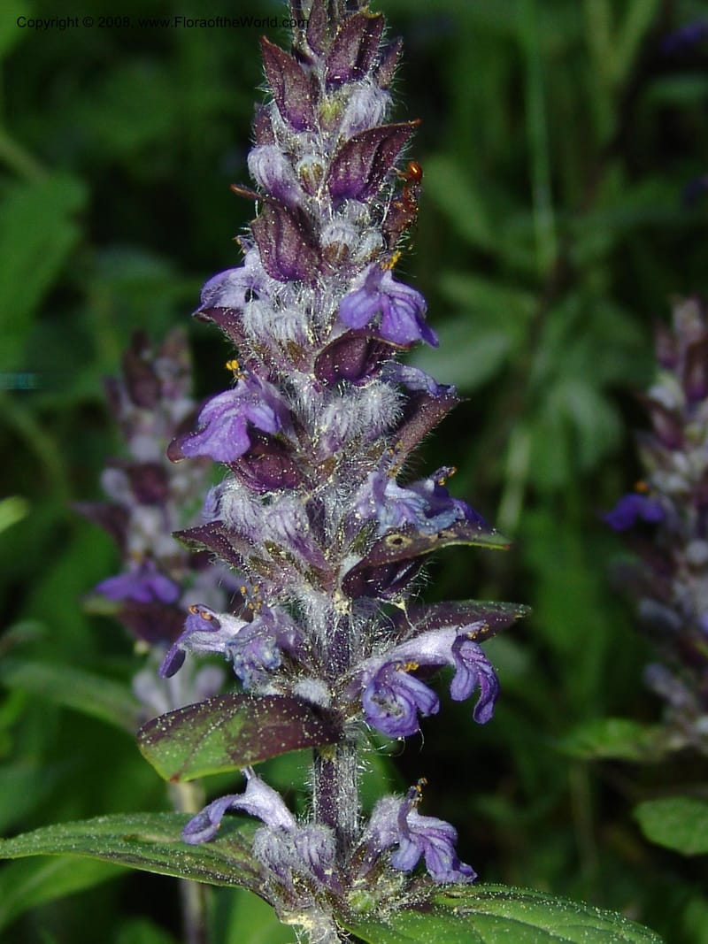 Stachys officinalis--Georgia. Bakuriani Botanical Garden. Forest. 7 Jun 05. 072.jpg