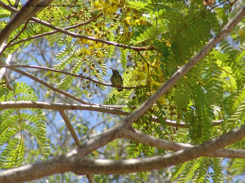 Peltophorum dasyrachis, Rogers, Z 1177--Madagacar. Antsir. Nosy Be. Lokobe Forest. Sunbird. 15 Nov 06. 232 (3).jpg