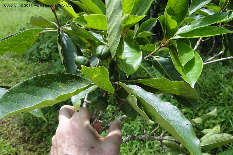 Pittosporum, J. Munzinger 6513--Fiji. Nadarivatu Nature Reserve. 10 Feb 2011. 026 (278).jpg