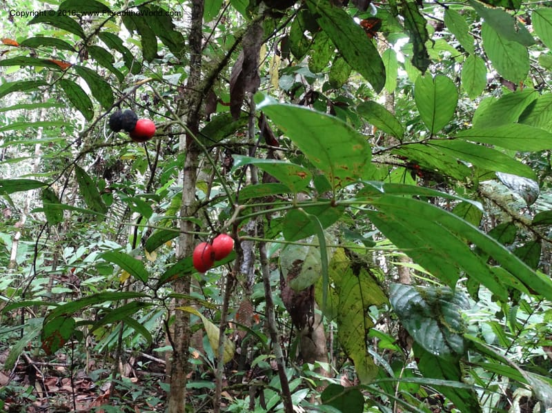 Meliosma, Davidson, C 12932--Sabah. Kinabalu Nat. Park. Nalumad Substesen. 29 Mar 2015. DSC01294 (112).JPG