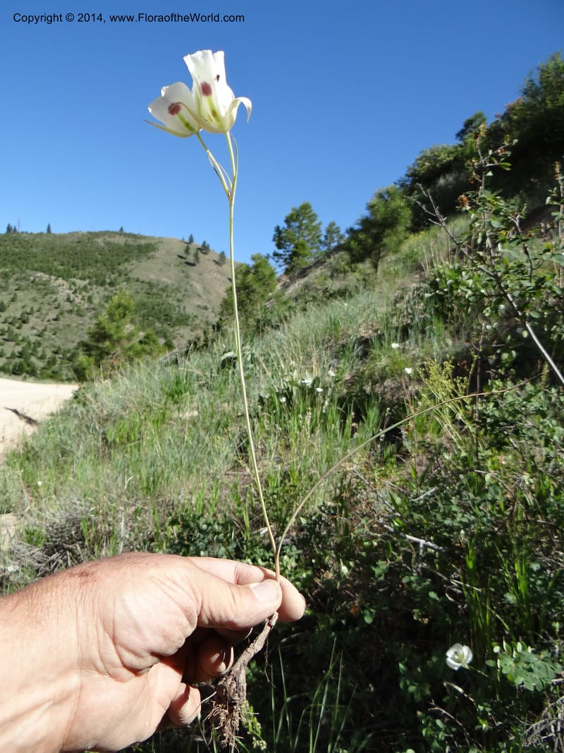 Calochortus eurycarpus, Davidson, C 12189--ID. Boise Co. 5.2 miles west of Long Gulch-Rattlesnake Cr. jct. 15 Jun 2013. DSC06555 (16).JPG