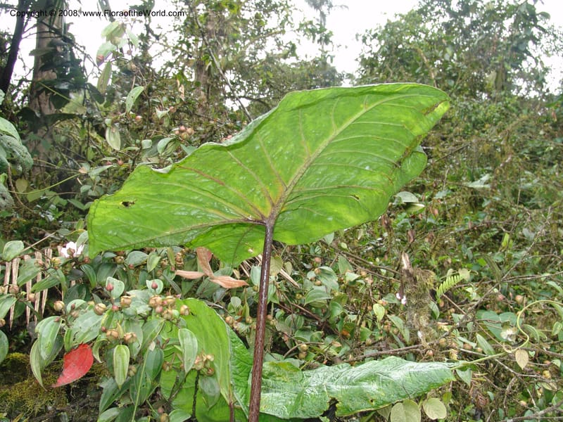 Xanthosoma purpureomaculatum, Croat93544--Ecuador. Prov. Napo. 47.2 km E of Baeza. 18 Aug 04. 036.jpg