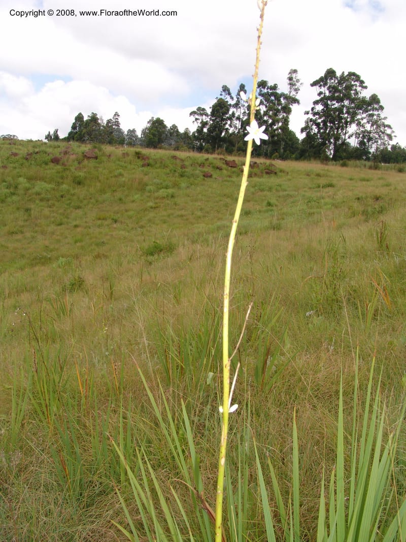Chlorophytum crookianum--So.Africa. KZN. Midl. Meand. Granny Mouse. 13 Mch 05. 069.jpg