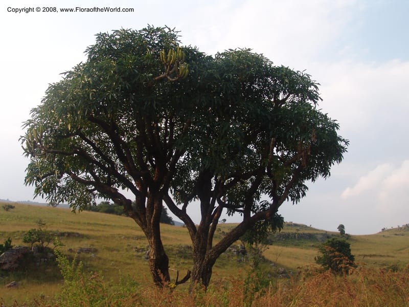 Cussonia spicata--So.Africa. Mpumal. Buffelskloof Private Nat. Res. 17 Mch 05. 329.jpg