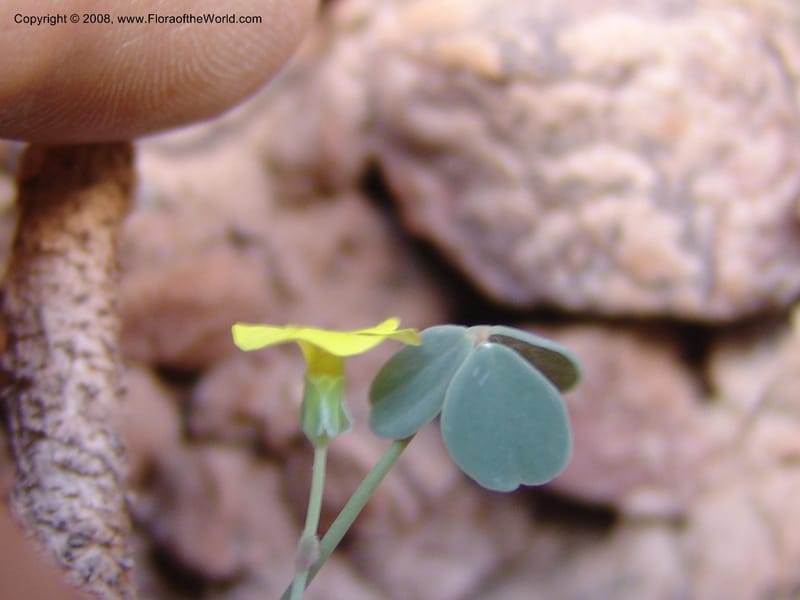 Oxalis pachyrrhizus--Bolivia. La Paz. Send. Aguila. 4 Dec 04. 273.jpg