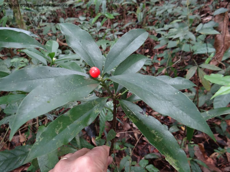Daphne sureil, VC 5470--Thailand. Chiang Mai. Doi Suthep Pui N. P. 7 Nov 2012. (134).JPG