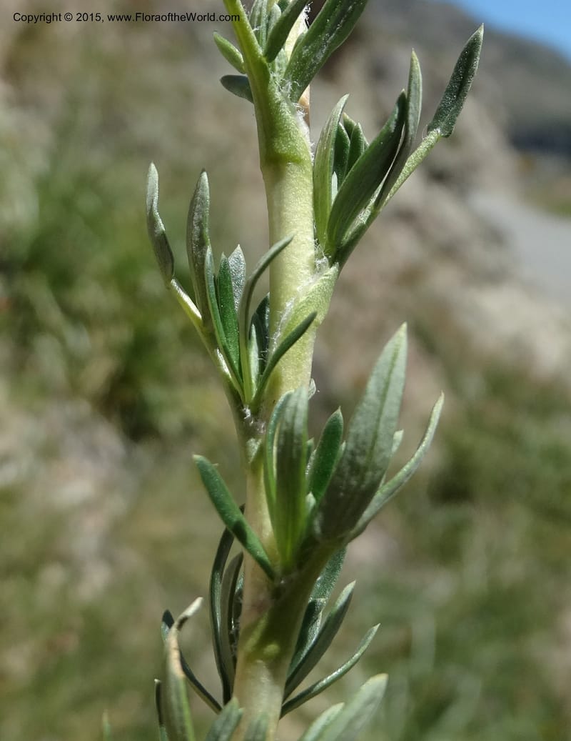 Tetraglochin alatum, Davidson, C 12788--Chile. Ruta 115, to Laguna del Maule. 24 Nov 2014. DSC07486 (300).JPG
