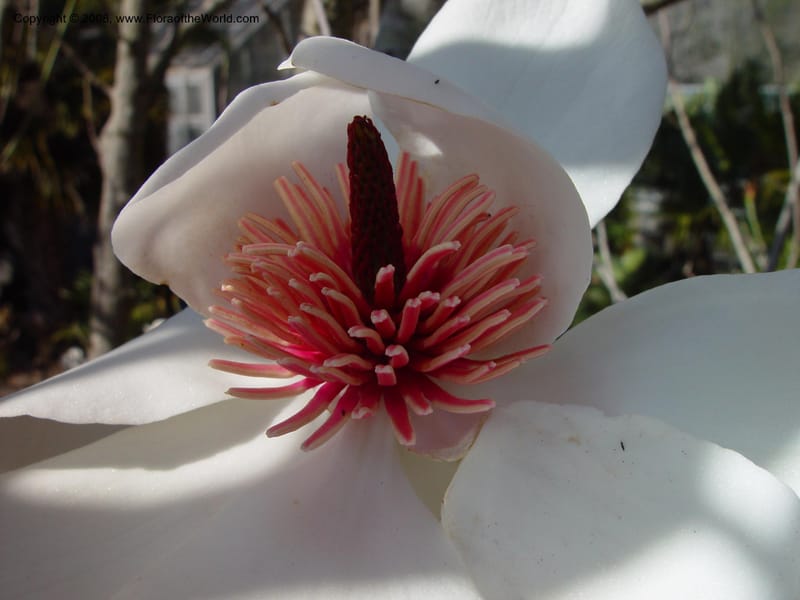 Magnolia campbellii. 74.1076--CA. UC Berkeley Bot. Gard. 10 Feb 03.. 016.jpg