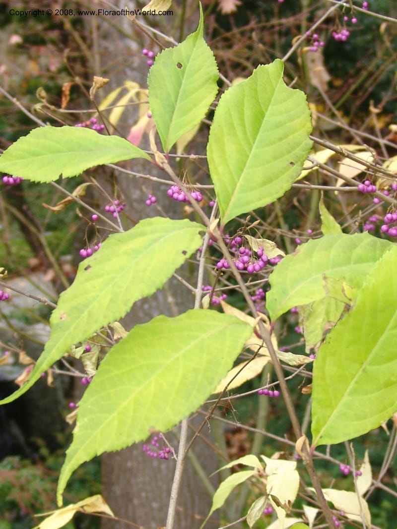 Callicarpa mollis, 86.0373--CA. UC Berkeley Bot. Garden. 8 Dec 06. 094.jpg