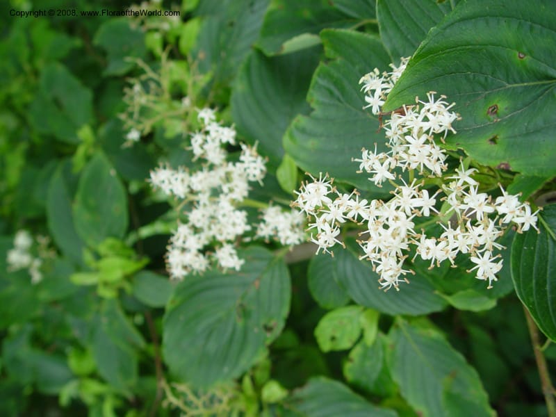 Cornus brachypoda--Japan. Honshu. Shiga Pref. Ibukiyama. 18 Jul 03. 058.jpg