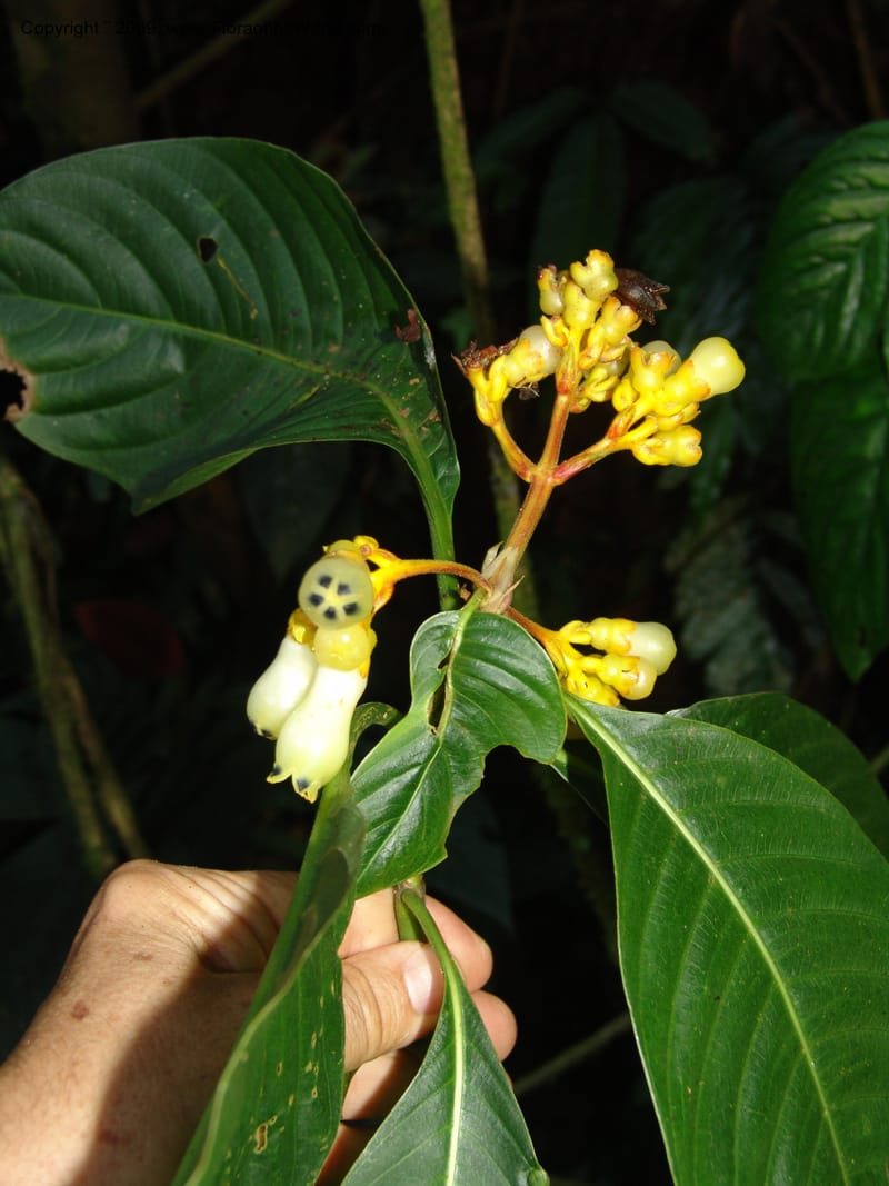 Palicourea clerodendroides, Croat98781--Ecuador. Z.C. Margin of Rio Nangaritza. 17 Sep 07. 290.jpg