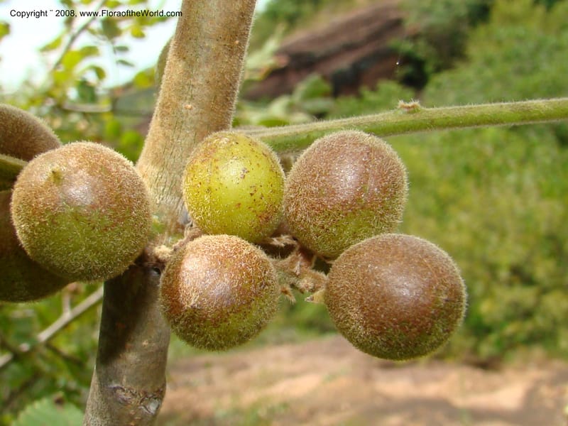 Bursera diversifolia, NMartinezM2420--MX. Chiapas. Jiquipilas. Cerro el Campanario. 14 Sep 08. 133.jpg