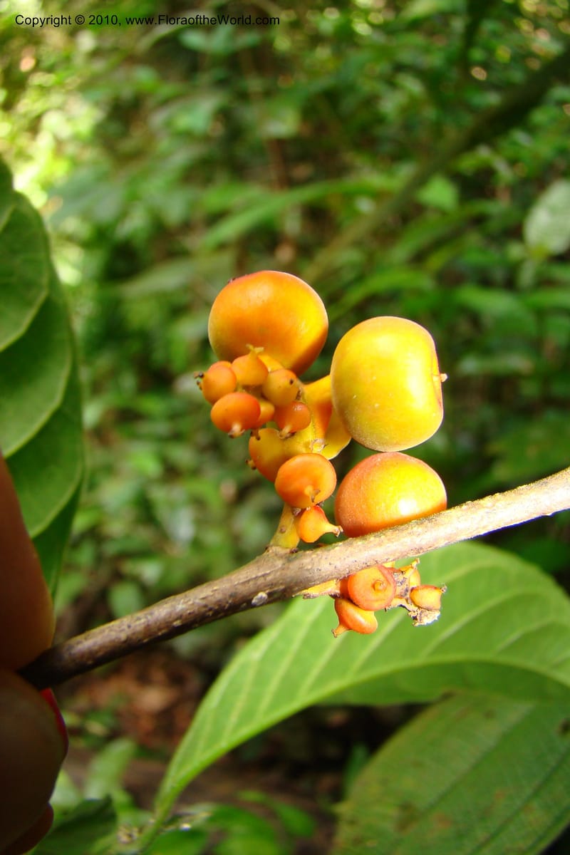 Sorocea, Vasquez 34748--Peru. Loreto. Dist. Nauta. Miraflores, Rio Tigre. 9 Nov 08. 281.jpg