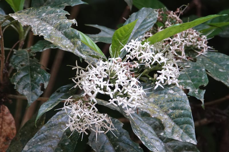 Pavetta polyantha, D. Boufford 44163--China. Yunnan. Bu Long Net. Res. on XK15. DSC03104 (212).JPG