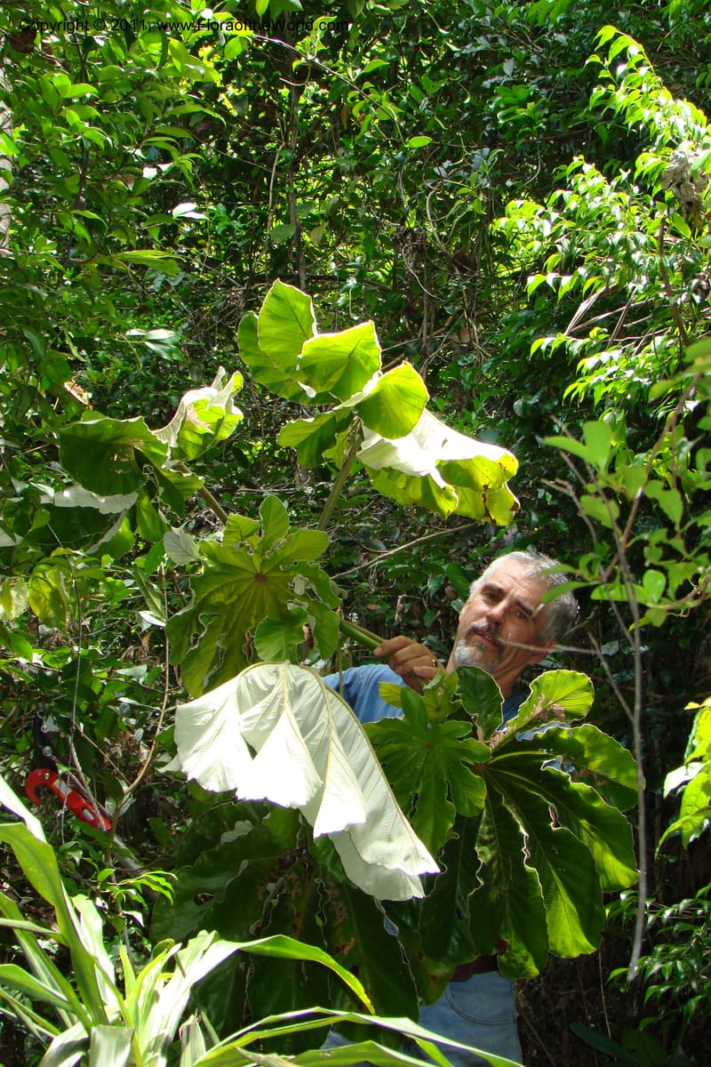 Cecropia peltata, Phillipson 6117--Madagascar. Prov. Fianarantsoa. Manombo Nat. Park. 13 Jan 09. 077 (11).jpg