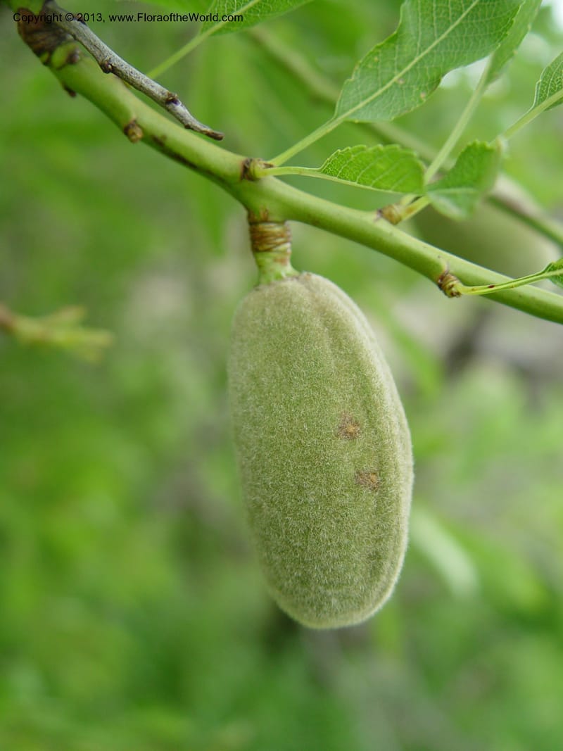 Prunus dulcis--Spain. Gran.Prv. 10 km S Jct. Albondon-Albunol, C333. 1 (25).jpg