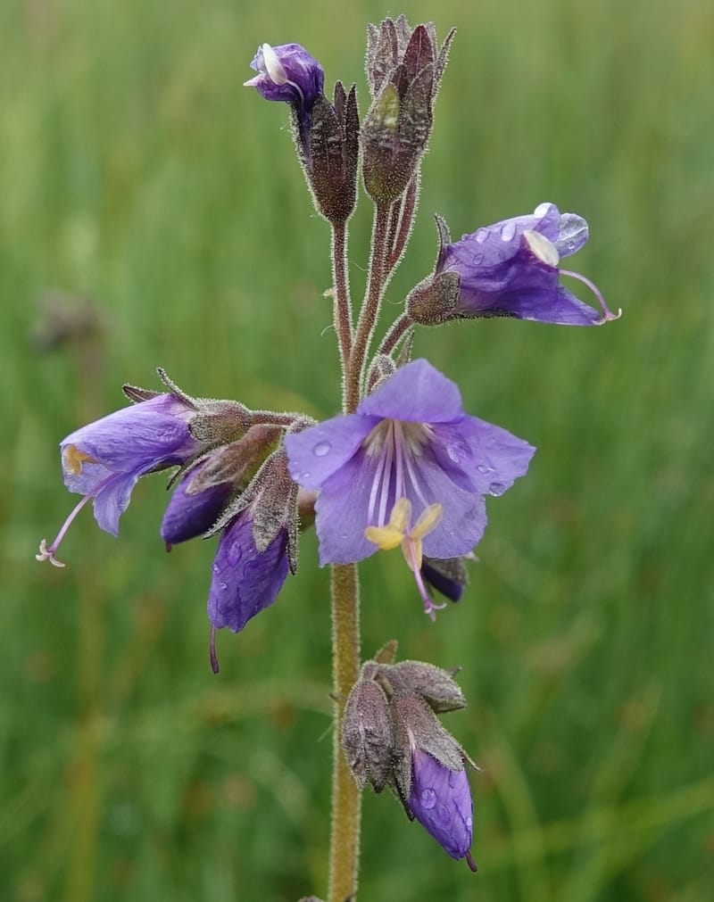 Polemonium occidentale, C. Davidson 13641--ID. Fremont Co. Duck Cr. Ranch. 16 Jun 2017. DSC01937 (94).JPG