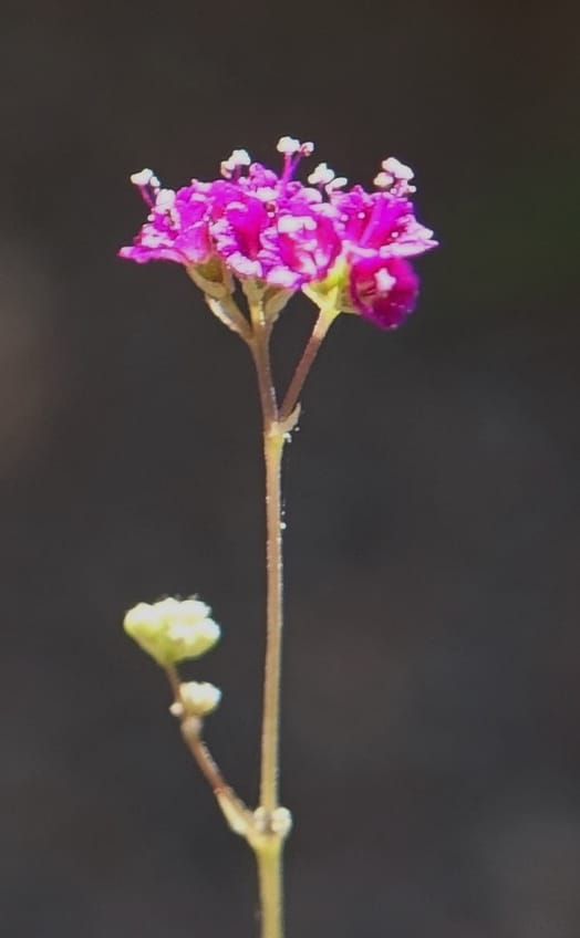 Boerhavia diffusa var. leiocarpa, Fortunato 13150--Argentina. S. of San Augustin. Las Bretes. 8 Feb 2018. DSC09370 (197).JPG