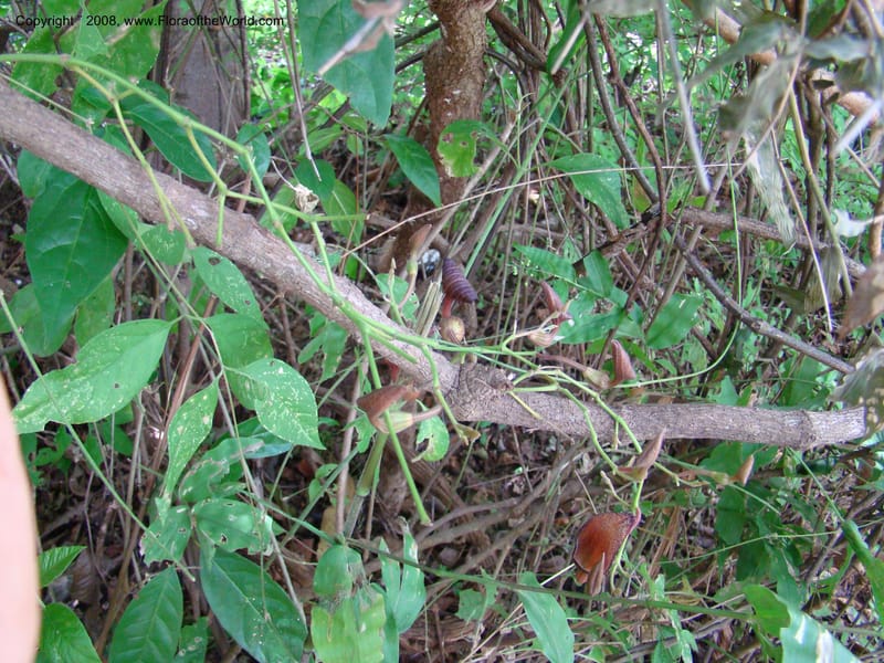 Aristolochia maxima, NMartinezM2422--MX. Chiapas. Jiquipilas. Cerro el Campanario. 14 Sep 08. 086.jpg