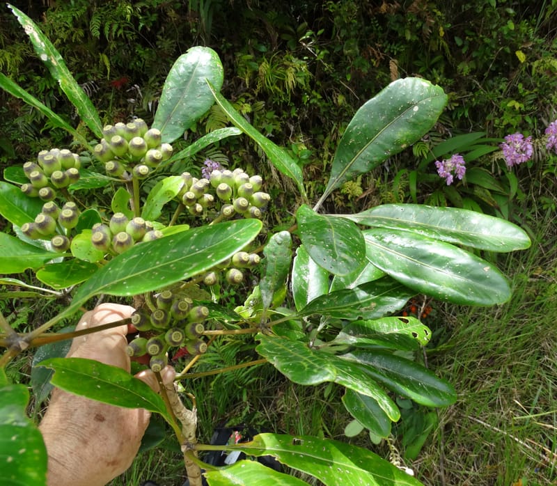 Plerandra grandiflora, Plunkett, G 3178--Fiji. Delaikoro Mtn. 3 Nov 2015. DSC08393 (127).JPG